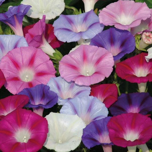 Morning Glory Mixed Colors 50 seeds, non GMO, fresh, easy to grow - Vesta Market