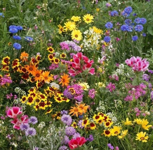 Wild Meadow Flowers Mixture 500 seeds, non GMO, fresh, easy to grow Vesta Market