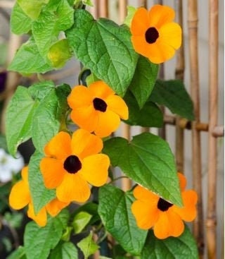 Orange Tunbergia or White 10 Seeds, non GMO, fresh, easy to grow - Vesta Market