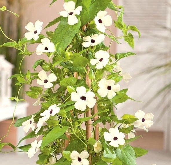 Orange Tunbergia or White 10 Seeds, non GMO, fresh, easy to grow - Vesta Market