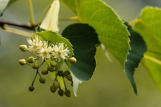 Linden - Tilia Flowers Dried Tea 30g 1.06 oz - Vesta Market