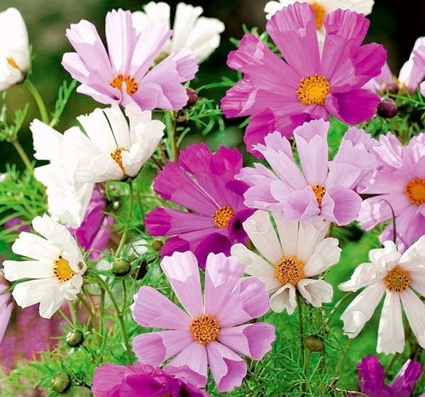 Garden Cosmos mixed colors 50 seeds, fresh, easy to grow - Vesta Market