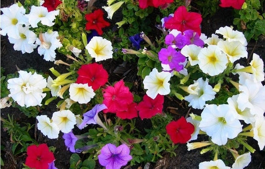 Petunia Hybrida Nana mix colors 100 seeds, fresh, easy to grow - Vesta Market
