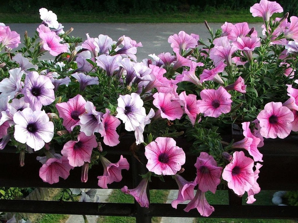 Petunia Hybrida Nana mix colors 100 seeds, fresh, easy to grow - Vesta Market