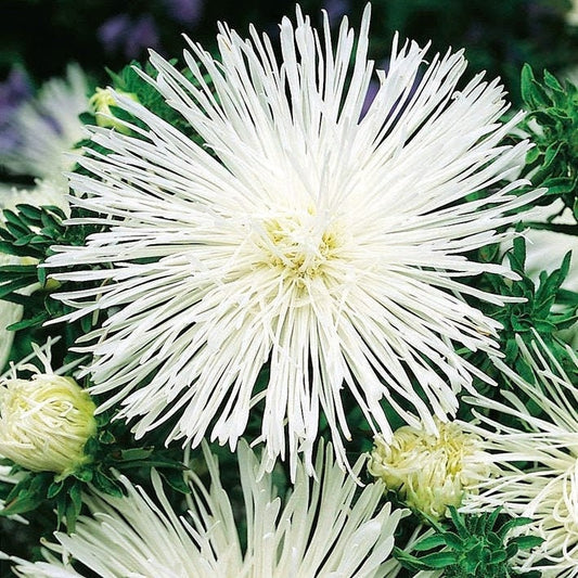 Aster Tall Needle Beata 200 seeds, non GMO, fresh, easy to grow - Vesta Market