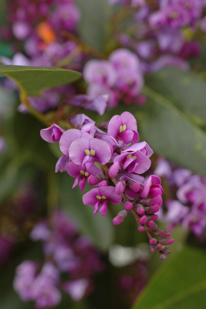 Wild Wisteria Hardenbergia violacea 'Rosea'  Pink Coral Pea 5 seeds, non GMO, fresh, easy to grow Vesta Market