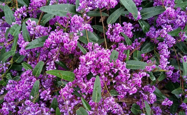 Wild Wisteria Hardenbergia violacea 'Rosea'  Pink Coral Pea 5 seeds, non GMO, fresh, easy to grow Vesta Market