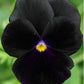 Large-flowered Pansy - Black King, Blue, Purple, White Var, fresh, easy to grow - Vesta Market