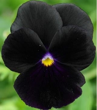 Large-flowered Pansy - Black King, Blue, Purple, White Var, fresh, easy to grow - Vesta Market