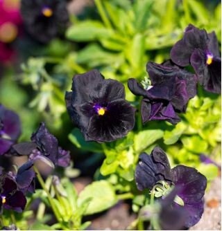 Large-flowered Pansy - Black King, Blue, Purple, White Var, fresh, easy to grow - Vesta Market