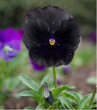 Large-flowered Pansy - Black King, Blue, Purple, White Var, fresh, easy to grow - Vesta Market