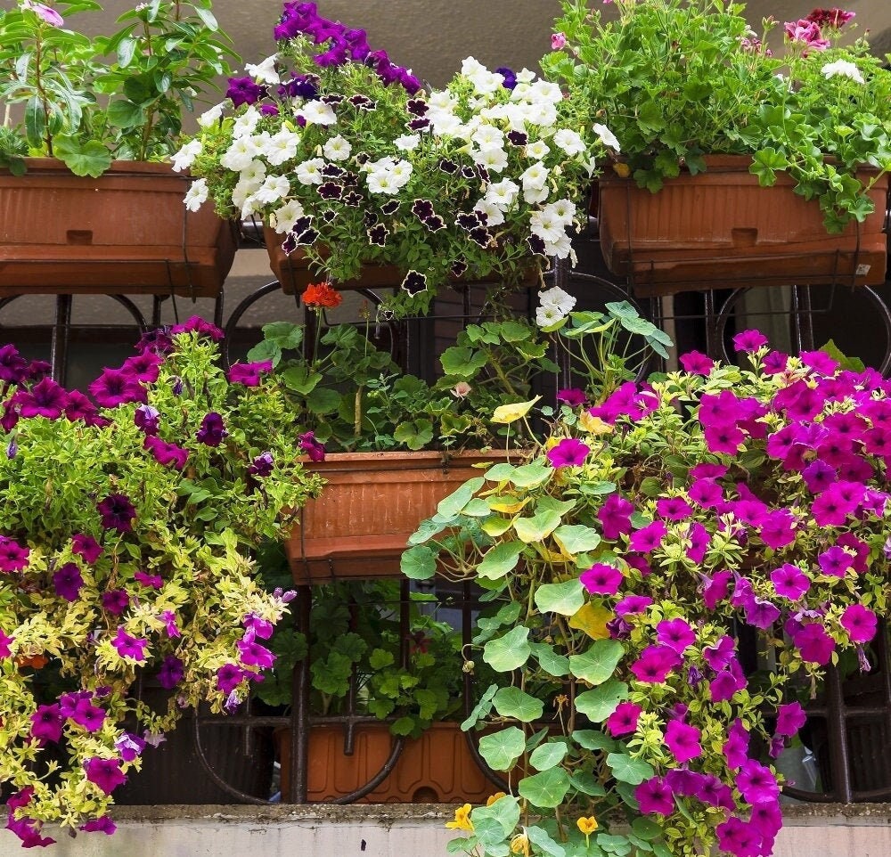 Wonderful Balcony Flower Mix 200 seeds, fresh, easy to grow Vesta Market
