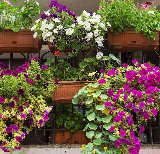 Wonderful Balcony Flower Mix 200 seeds, fresh, easy to grow Vesta Market