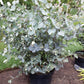 Eucalyptus globulus - Southern Blue Gum - 10 seeds - Vesta Market