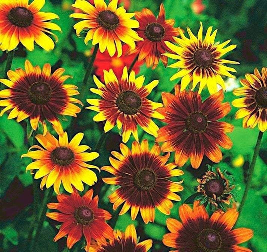 Black-eyed Susan 200 seeds, fresh, easy to grow - Vesta Market