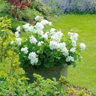 White Geranium Pelargonium 10 Seeds, fresh, easy to grow Vesta Market