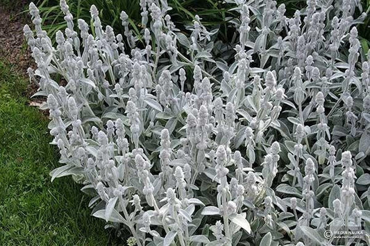 Lamb's Ears Flower 50 seeds, fresh, easy to grow - Vesta Market