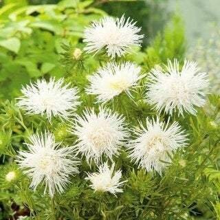 Aster Flower White 100 Seeds, non GMO, fresh, easy to grow - Vesta Market