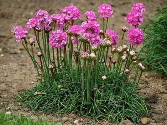 Armeria Flower 100 seeds, non GMO, fresh, easy to grow - Vesta Market