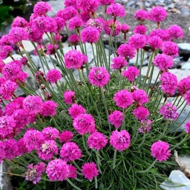 Armeria Flower 100 seeds, non GMO, fresh, easy to grow - Vesta Market