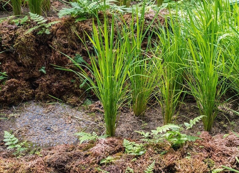 Black Madras Ornamental Rice (Oryza sativa) 50 seeds, non GMO, fresh, easy to grow - Vesta Market