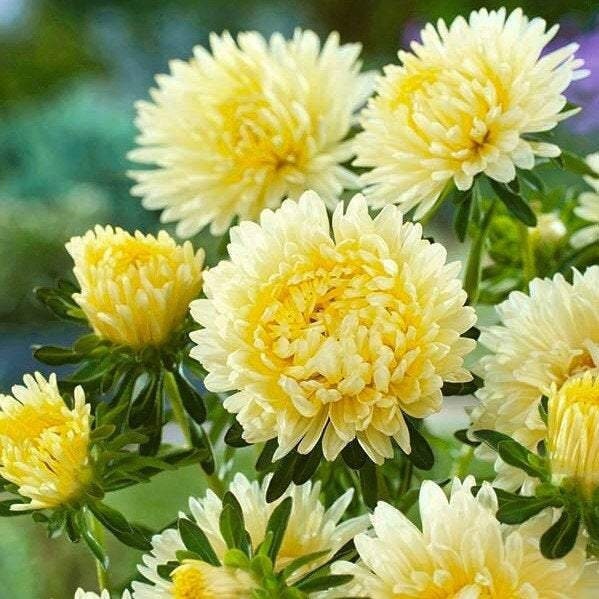 Aster Tall Plume Izabela 100 Seeds, non GMO, fresh, easy to grow - Vesta Market