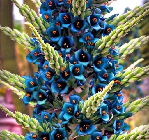 Chilean Sapphire Tower, Puya Alpestis 5 seeds - Vesta Market