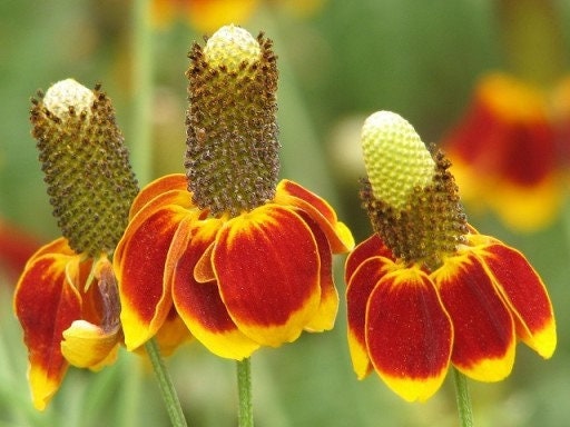 Ratibida Flower 50 Seeds, non GMO, fresh, easy to grow Vesta Market