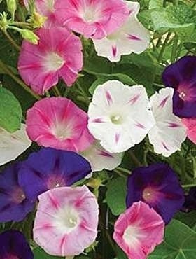 Morning Glory Mixed Colors 50 seeds, non GMO, fresh, easy to grow - Vesta Market