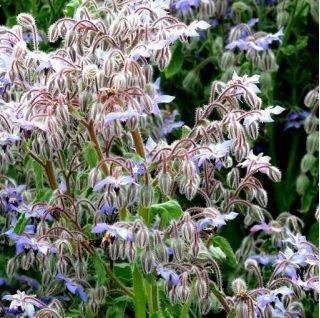 Beautiful Borage Flower Seeds 100 seeds ( Borago officinalis ) Starflower seeds, non GMO, fresh, easy to grow - Vesta Market