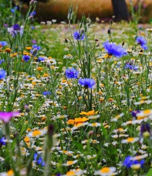 Wildflower Meadow Mixture 1000 seeds, non GMO, fresh, easy to grow Vesta Market