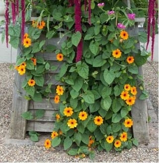Orange Tunbergia or White 10 Seeds, non GMO, fresh, easy to grow - Vesta Market
