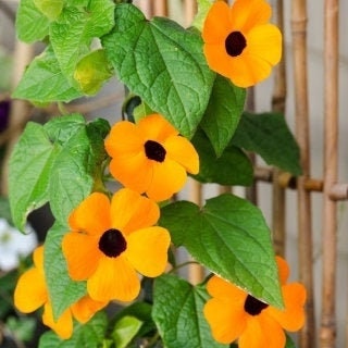 Orange Tunbergia or White 10 Seeds, non GMO, fresh, easy to grow - Vesta Market