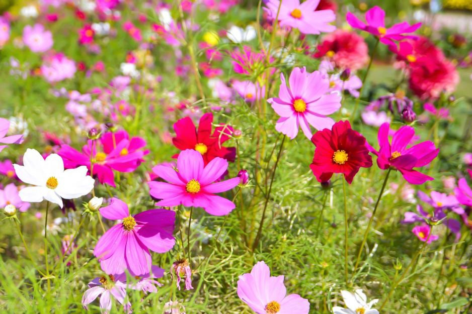 Garden Cosmos mixed colors 50 seeds, fresh, easy to grow - Vesta Market