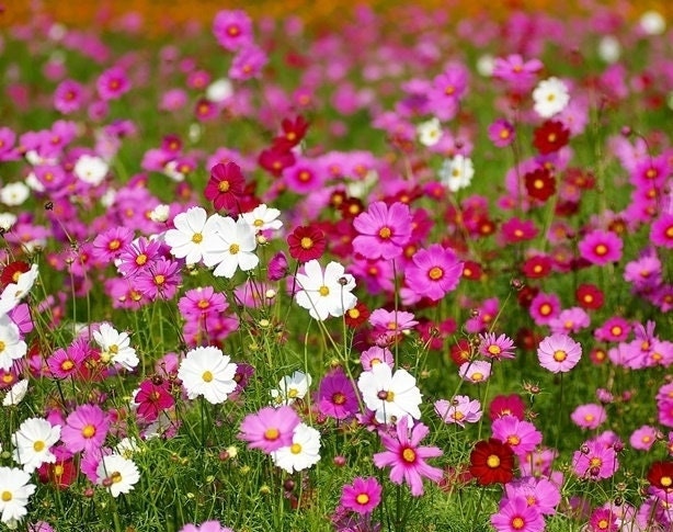 Garden Cosmos mixed colors 50 seeds, fresh, easy to grow - Vesta Market