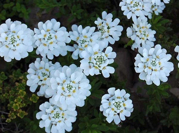 Evergreen candytuft, iberis sempervirens 50 seeds, fresh, easy to grow - Vesta Market