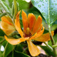 5 seeds Magnolia Champaca, non GMO, fresh, easy to grow - Vesta Market