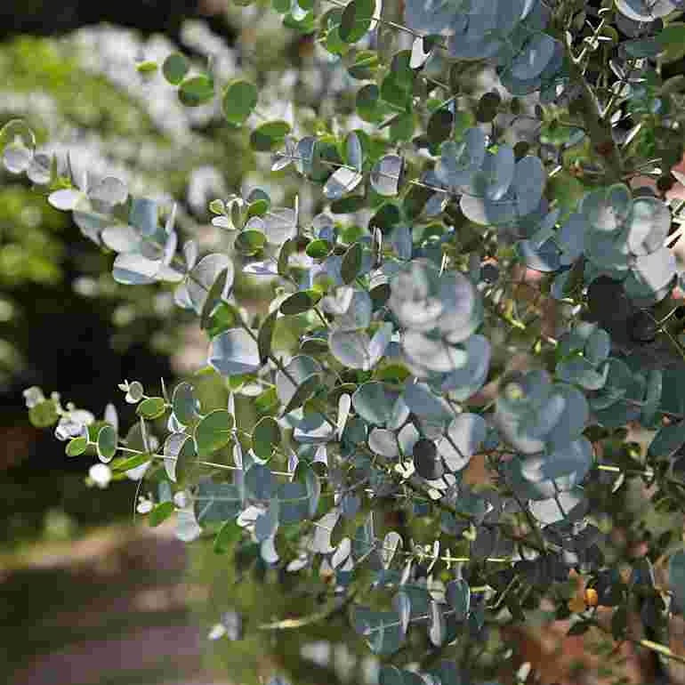 Tasmanian Blue Gum - 10 seeds Vesta Market