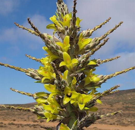 Chilean Puya Chilensis, 3 seeds - Vesta Market