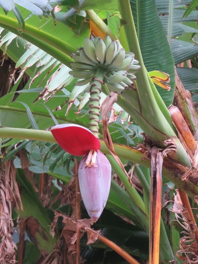 Plantain Tree, Musa Balbisiana, 3 seeds - Vesta Market