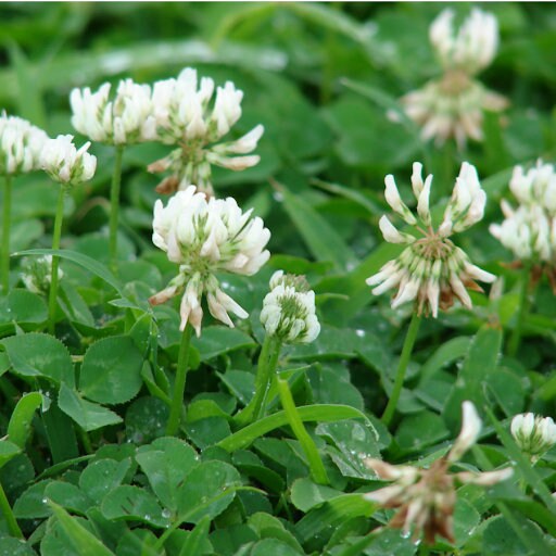 Dried White Clover Shamrock Flower / 25 g / 0.88 oz - Vesta Market