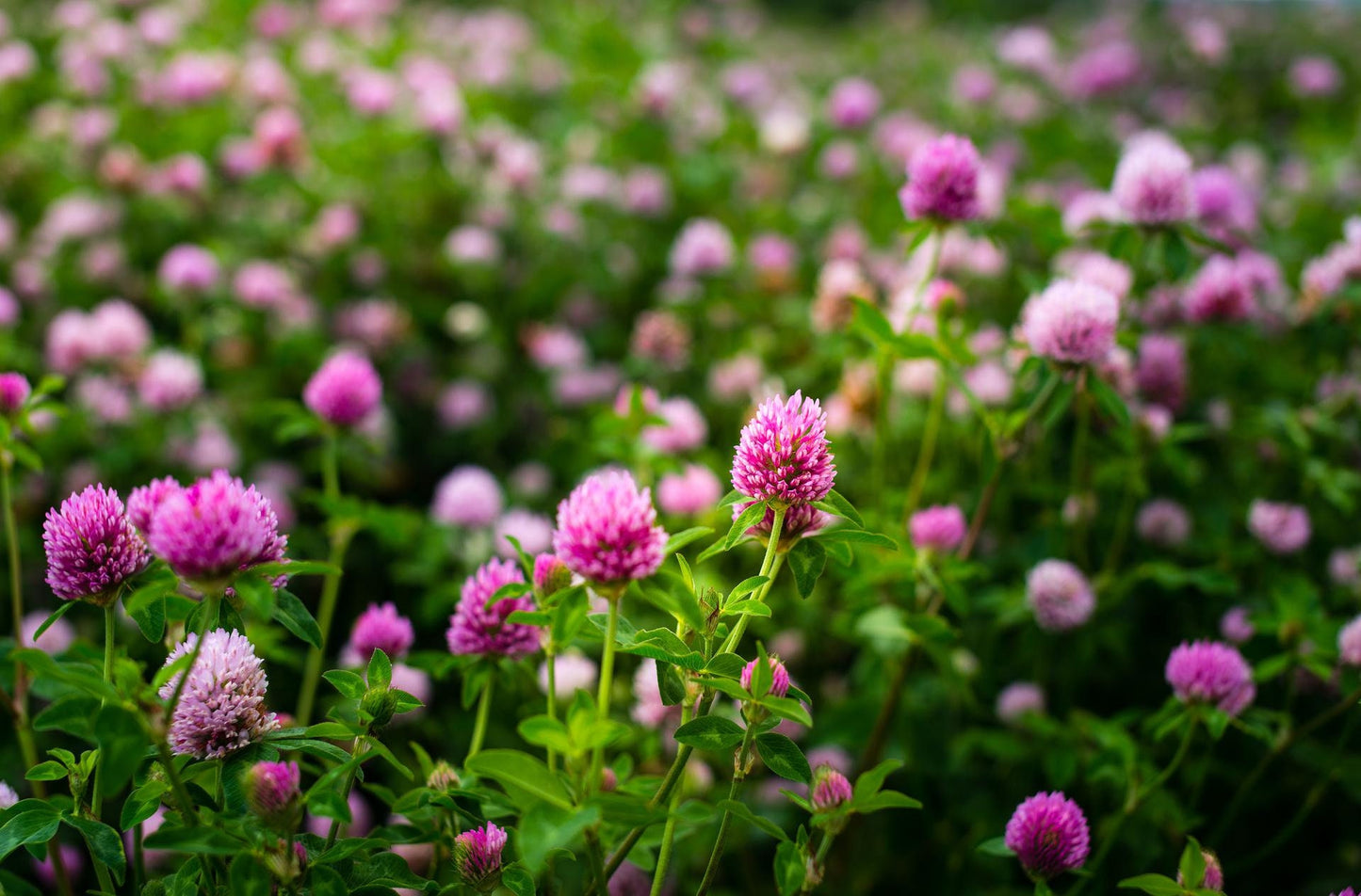 Meadow Red Clover Flower Dried 25g / 0.88 oz - Vesta Market