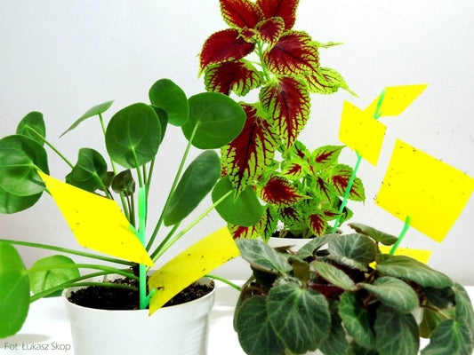 10 Sticky Sheet for flower pots plants paper pest control - Vesta Market