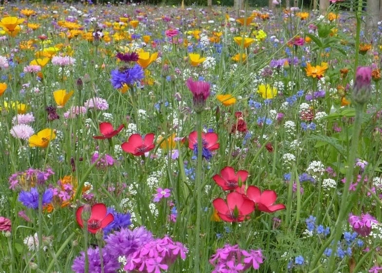 Perennial Bee Mixture of Honey plants 1000 seeds, non GMO - Vesta Market