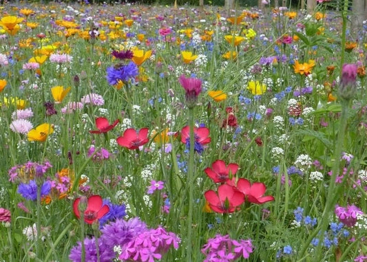 Perennial Bee Mixture of Honey plants 1000 seeds, non GMO - Vesta Market