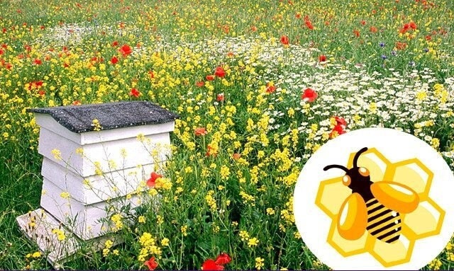 Perennial Bee Mixture of Honey plants 1000 seeds, non GMO - Vesta Market