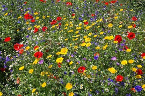 Perennial Bee Mixture of Honey plants 1000 seeds, non GMO - Vesta Market