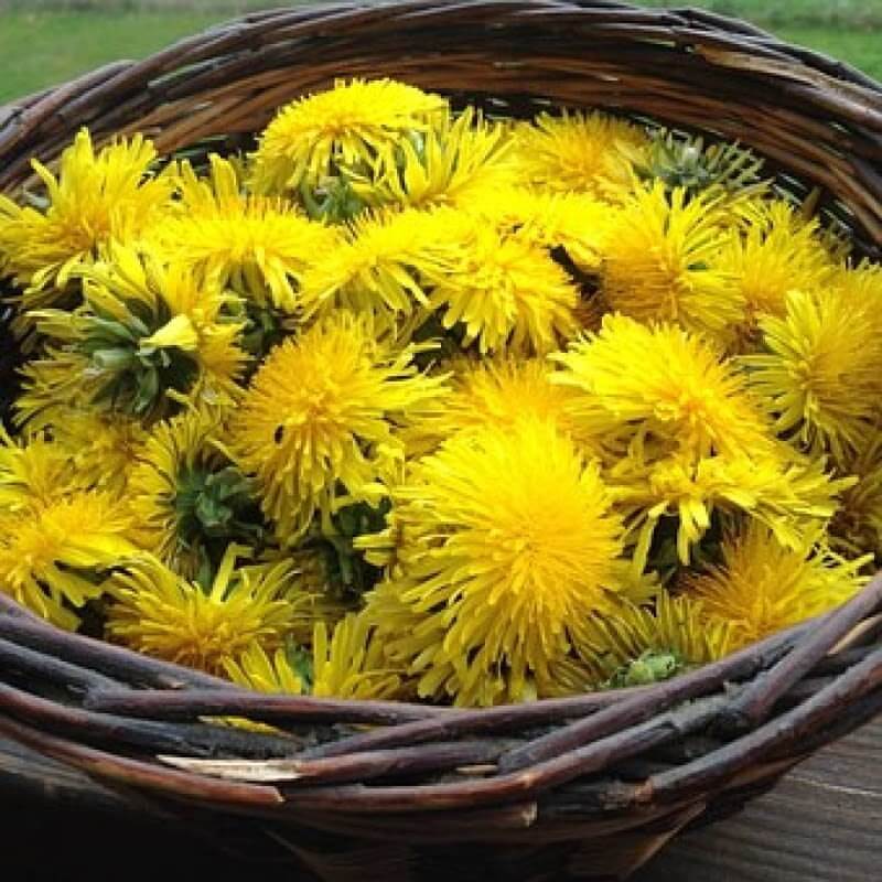 0.88 oz Dried Dandelion Flower 25g / 0.88 oz - Vesta Market