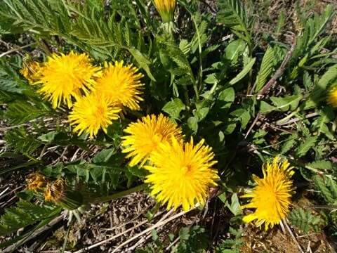 0.88 oz Dried Dandelion Flower 25g / 0.88 oz - Vesta Market