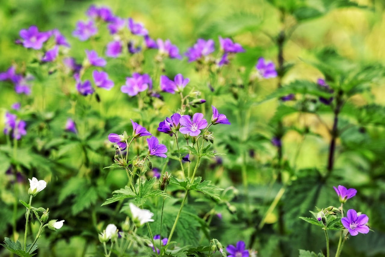 Geranium Herb / Available weight 1oz to 16oz / Premium Quality / Geranium Robertianum - Vesta Market